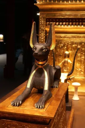 Anubis