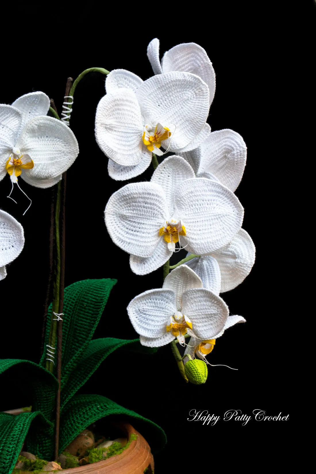 Moth Orchid