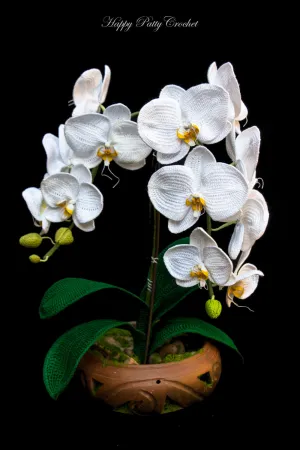 Moth Orchid